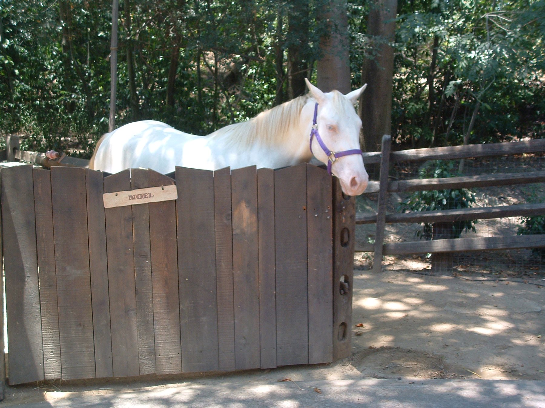 A cremello horse looking over a wooden gate below a stall sign reading NOEL.