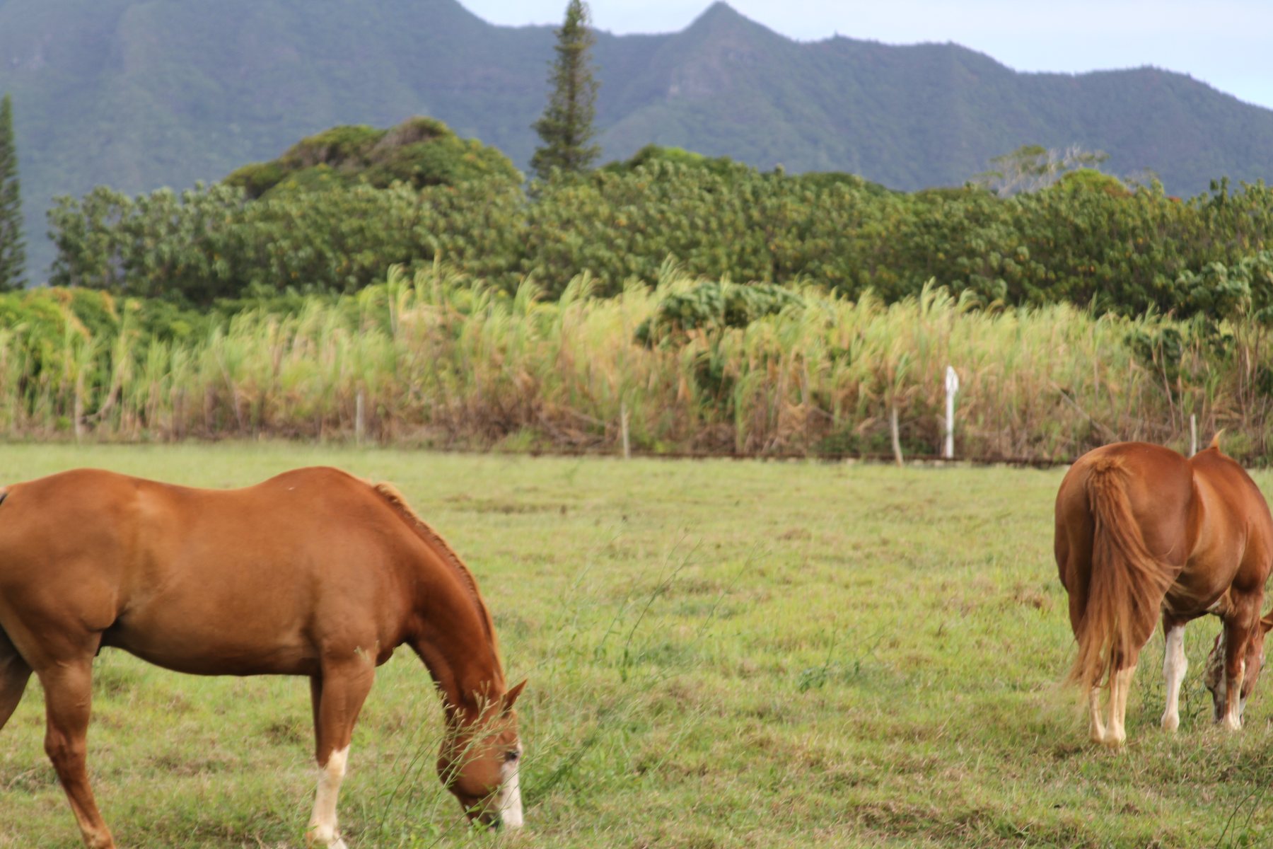 A close pair of chestnuts grazing with the Kauai mountains behind.