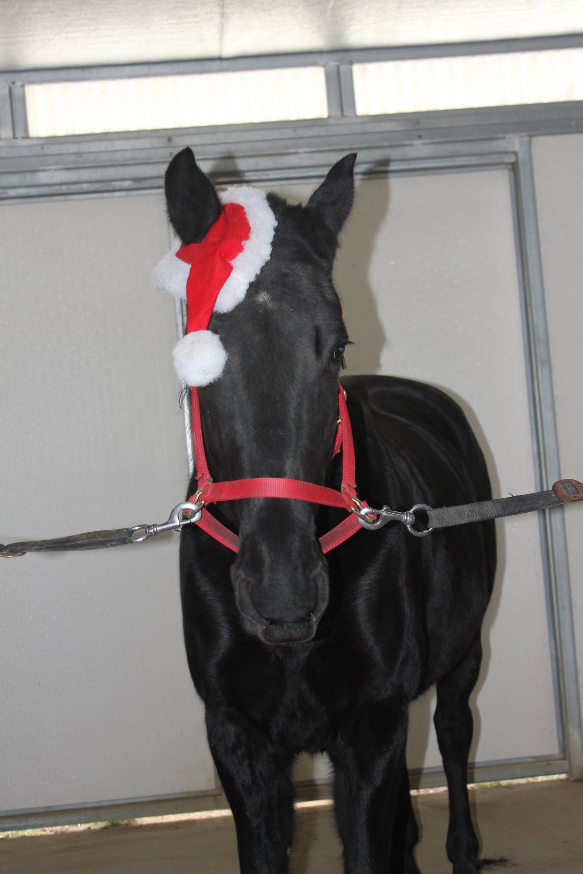 The black horse wearing a Santa hat for the holiday barn visit.