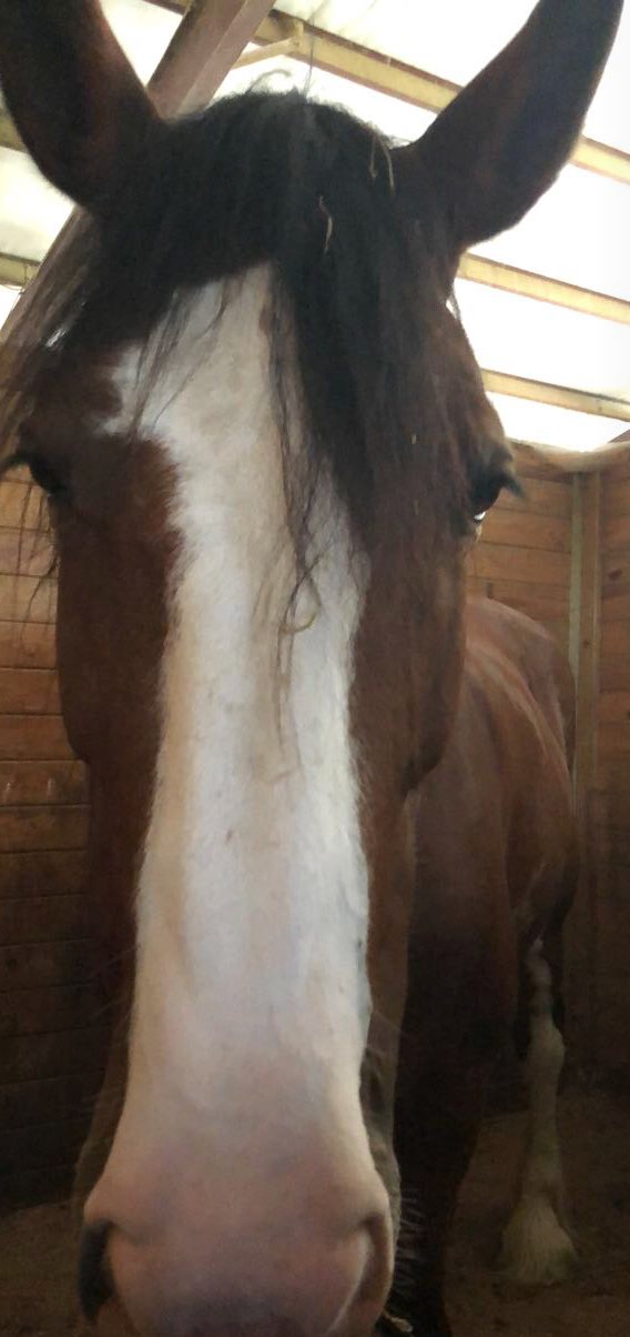 A close face portrait of a bay horse with a wide blaze in its stall.