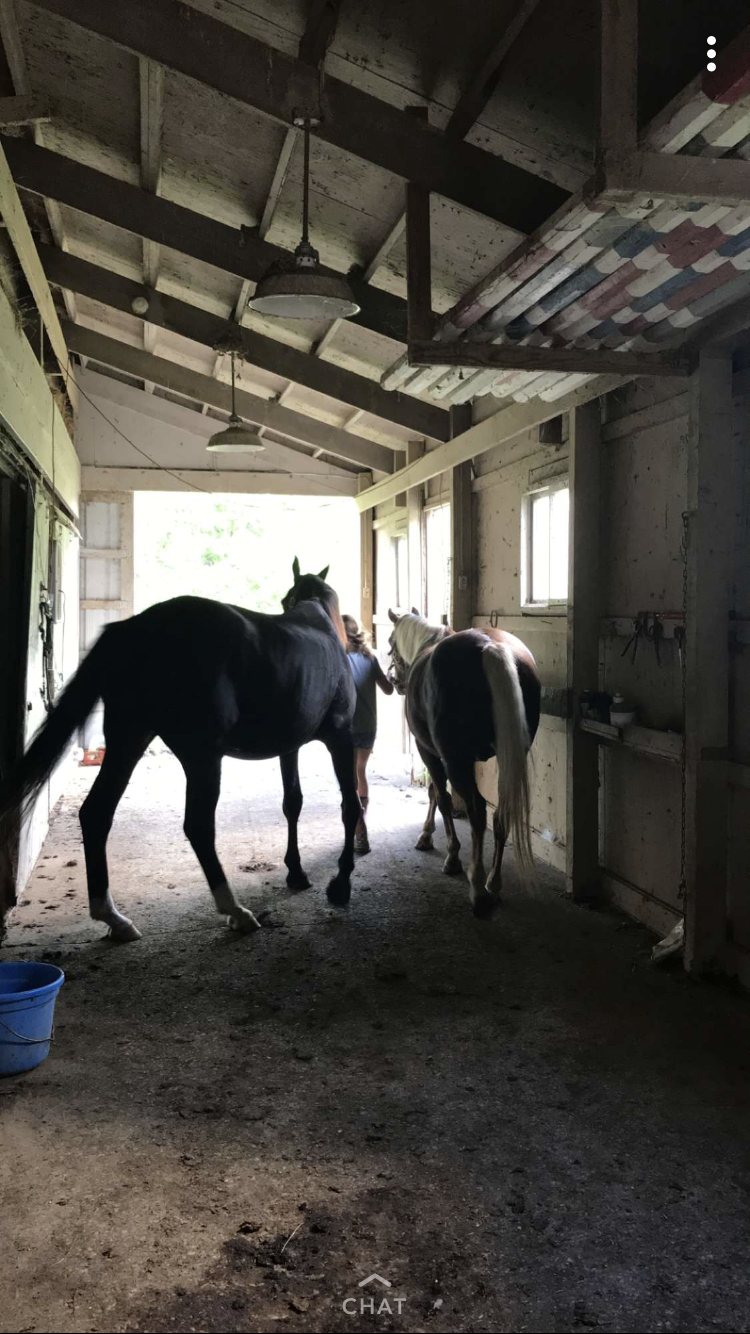 A bay and a flaxen-tailed chestnut led side by side down the barn aisle toward the open door.