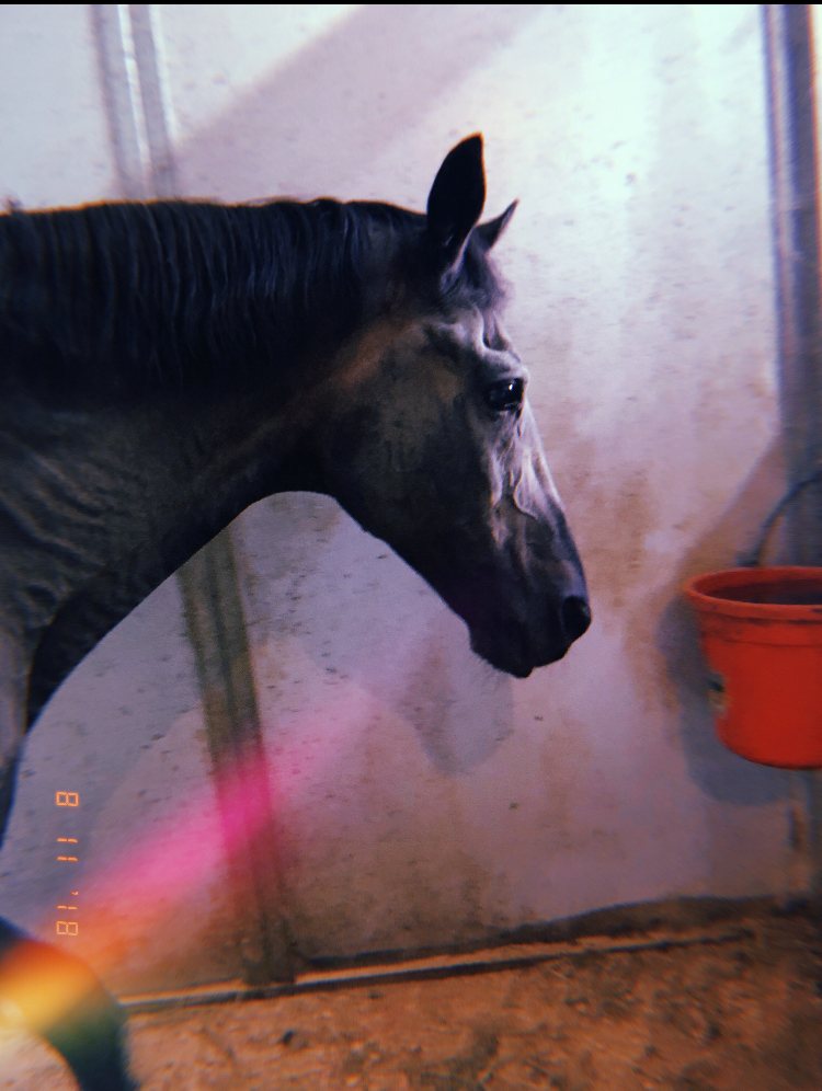 A moody profile of a dark horse standing in the wash stall.