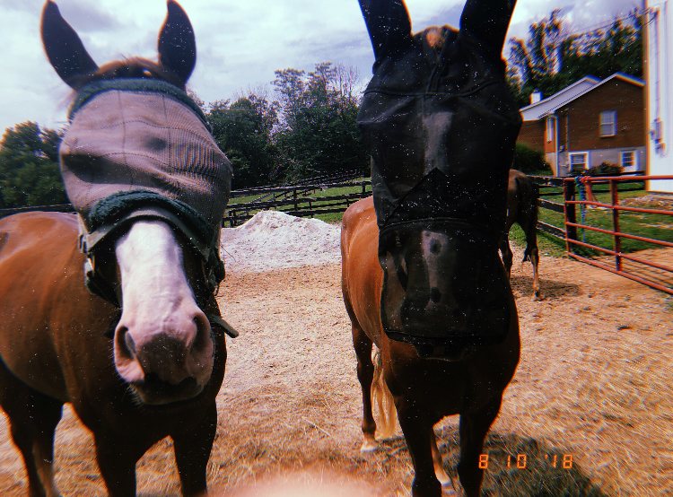 A bay and a chestnut in fly masks peering at the camera together.