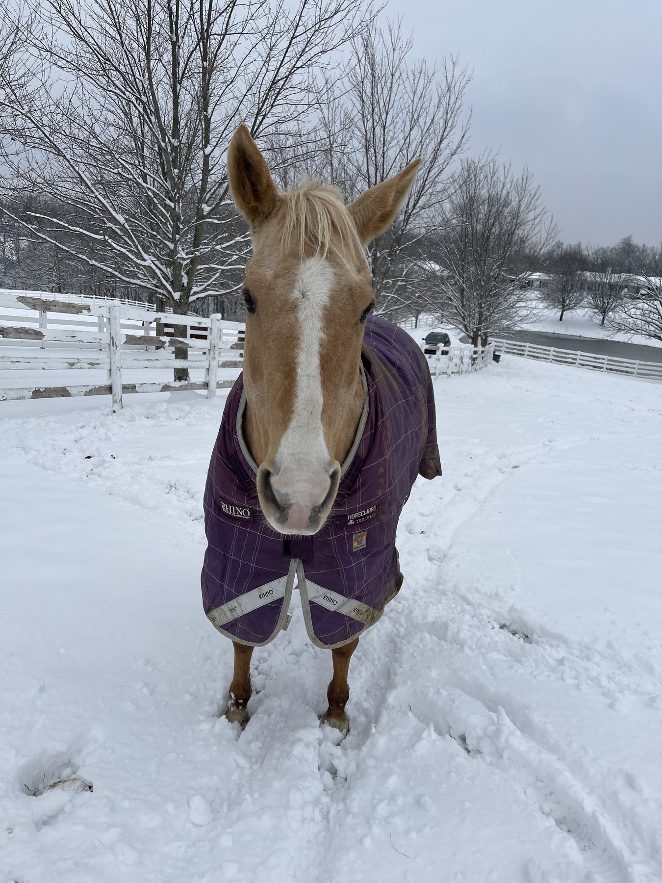 A head-on portrait of the blazed palomino in its purple blanket in the snow.