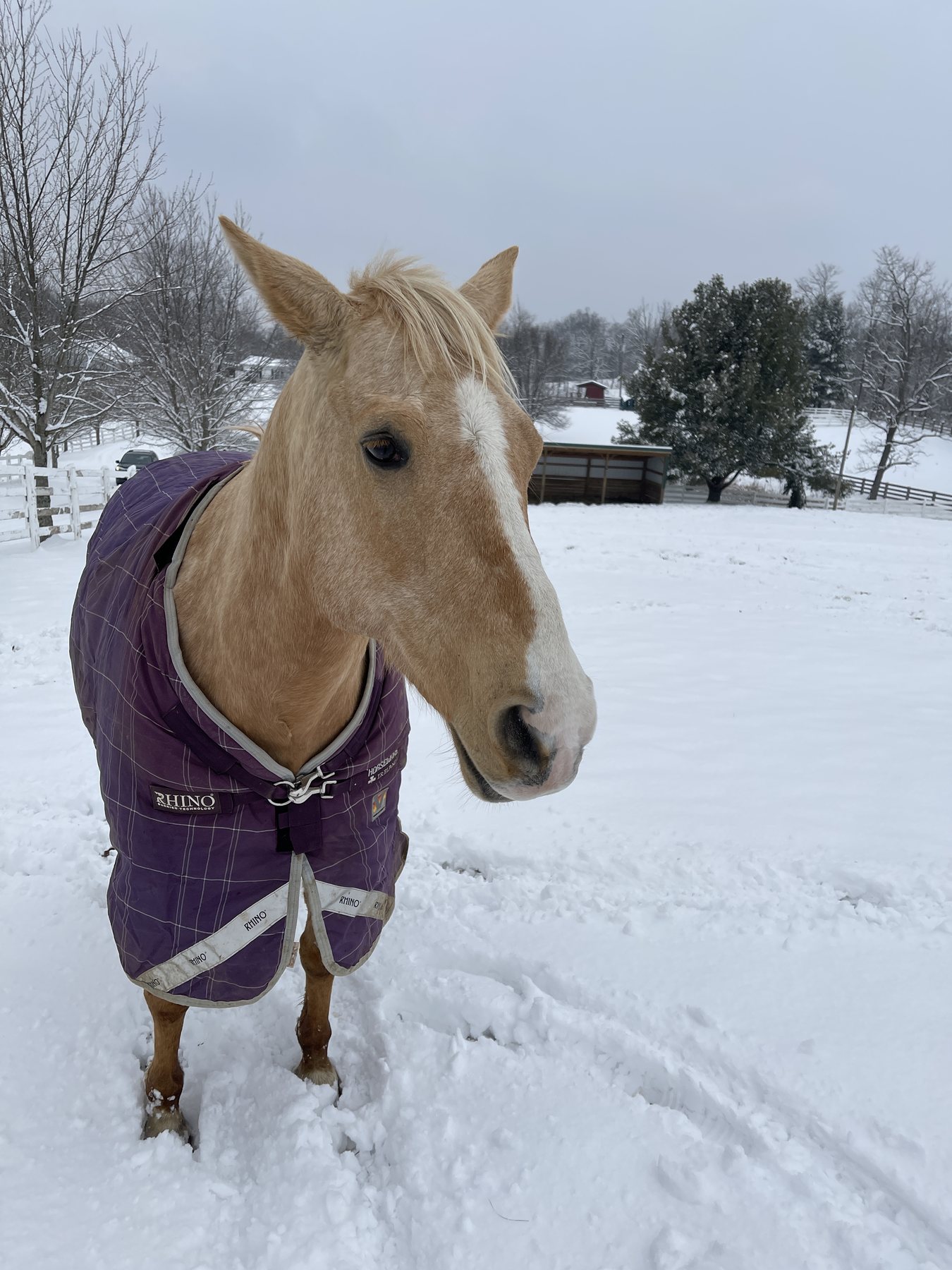 The purple-blanketed palomino looking straight at the camera in the snow.