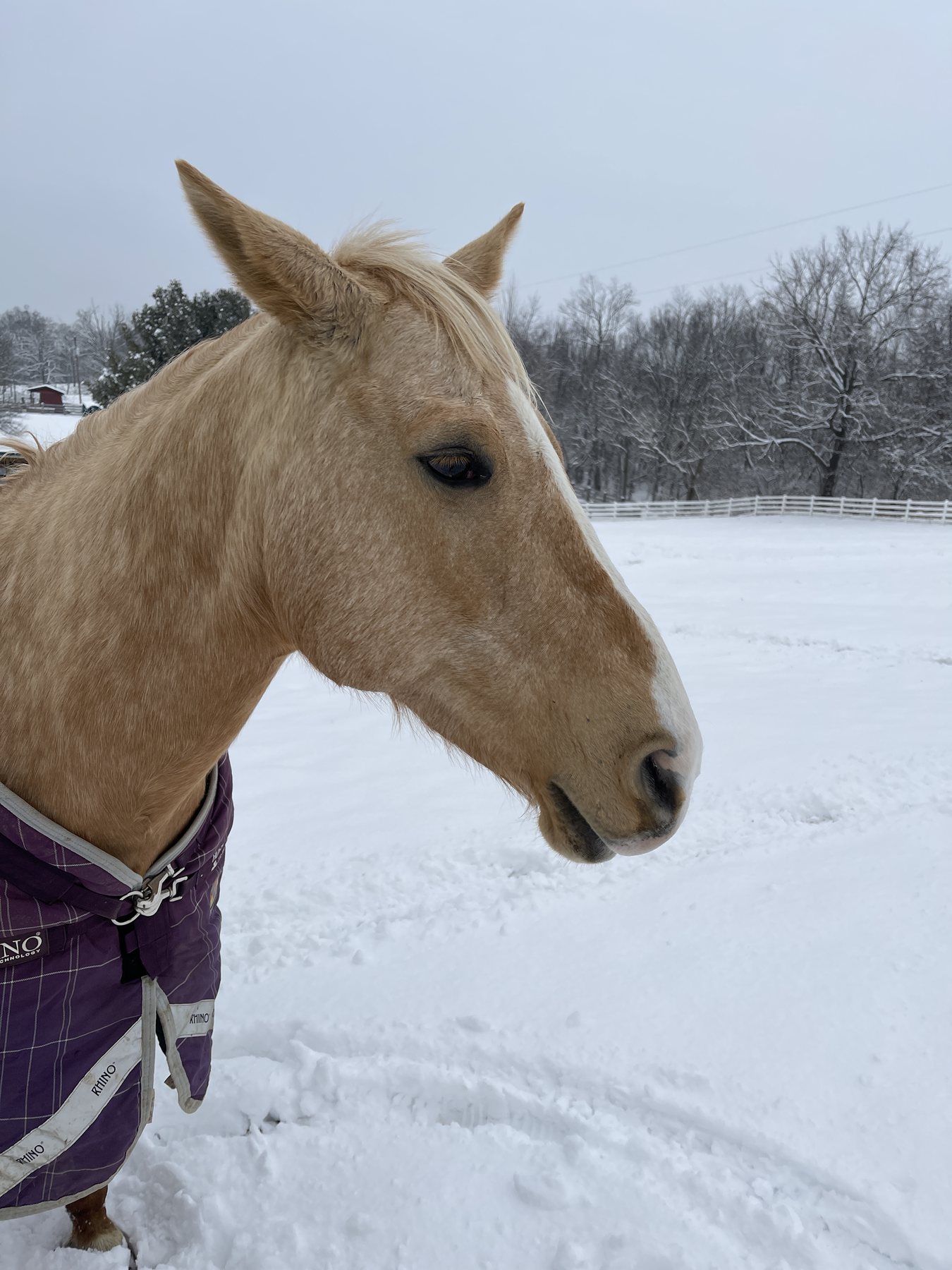 The palomino in a purple blanket raising its head against the snowy fence line.
