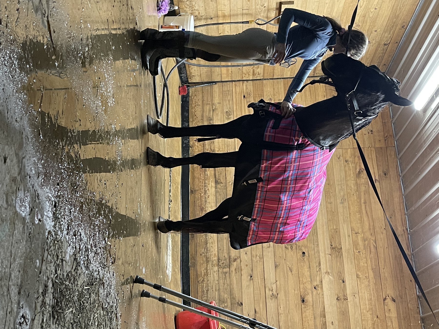 Blanketing a freshly bathed black horse in the barn aisle.
