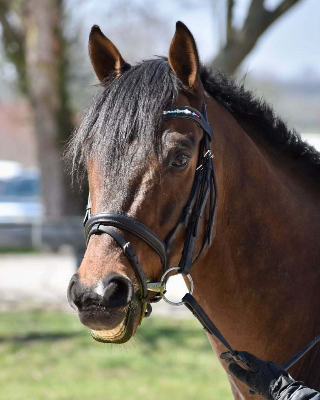 A bay horse in a sparkle-browband bridle grabs a mouthful of grass, close and sharp.