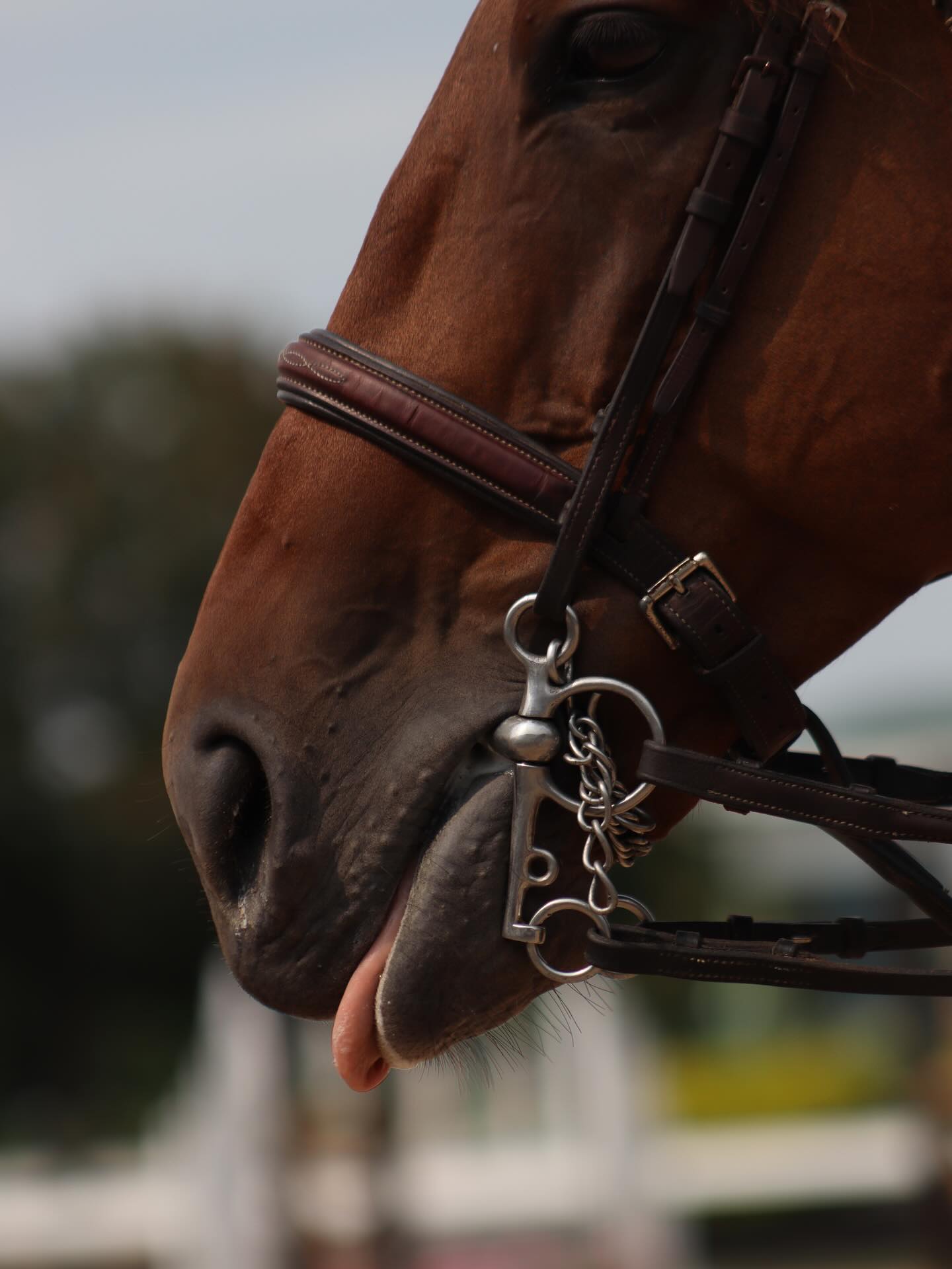 Close artistic detail of a bay horse's muzzle and double bridle.