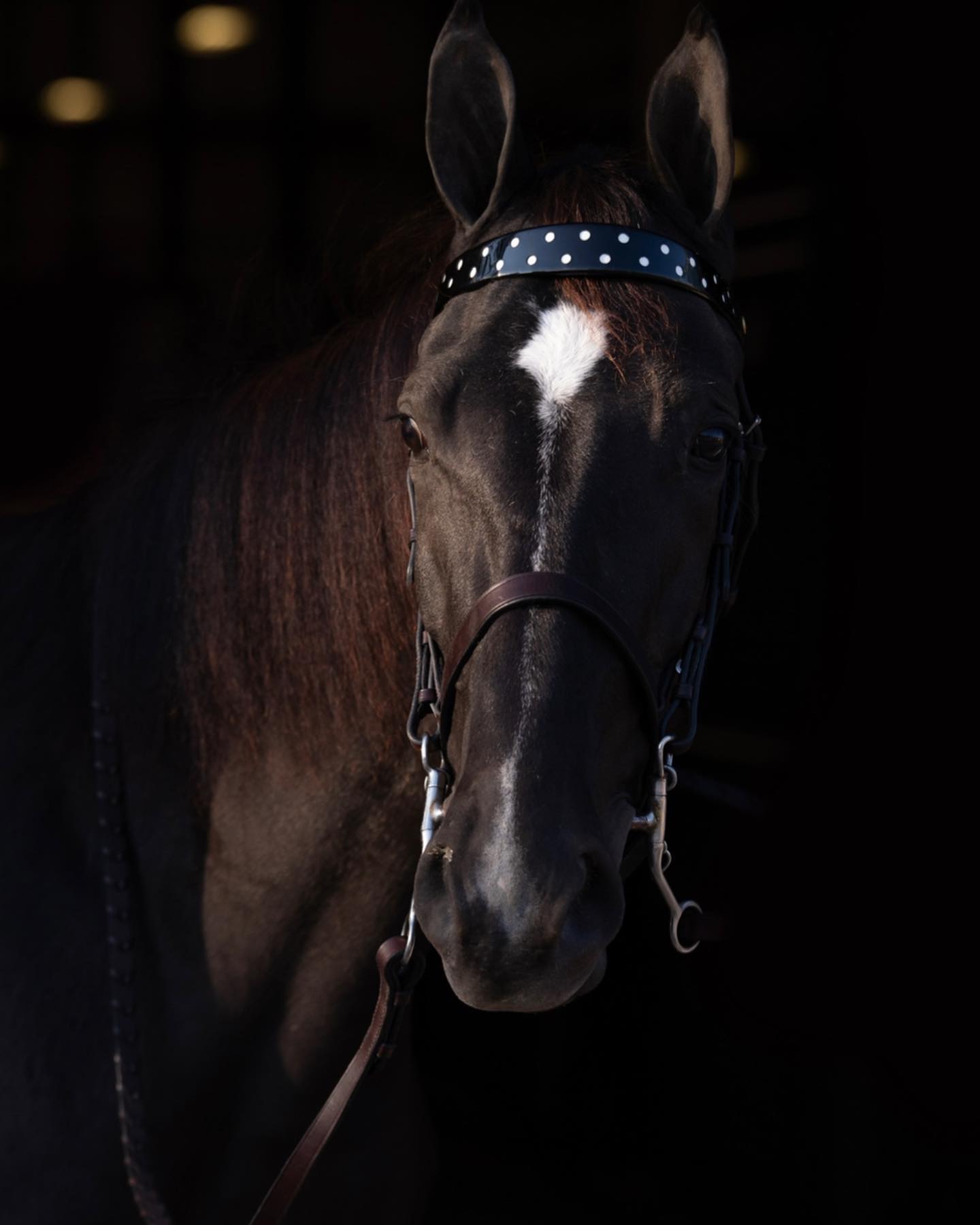A dramatic low-key portrait of a black Walking Horse with a small star in the barn doorway.