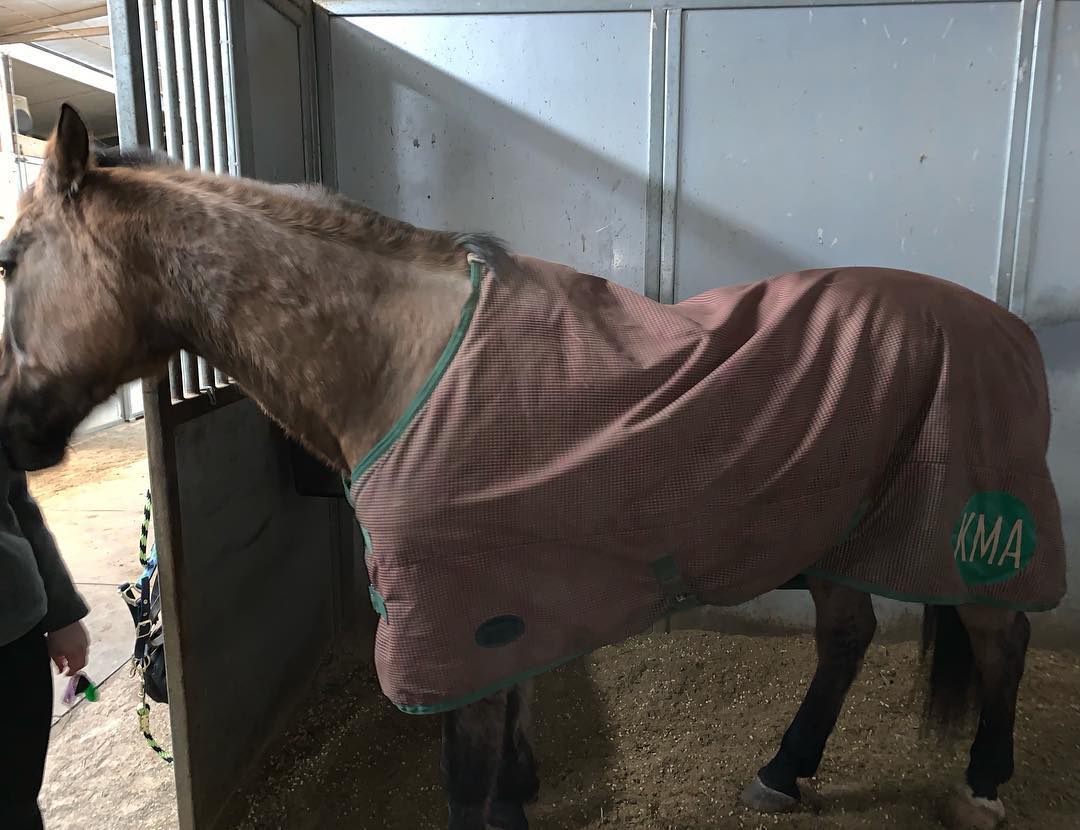 A grulla dun in a brown KMA-monogrammed blanket standing in its stall.