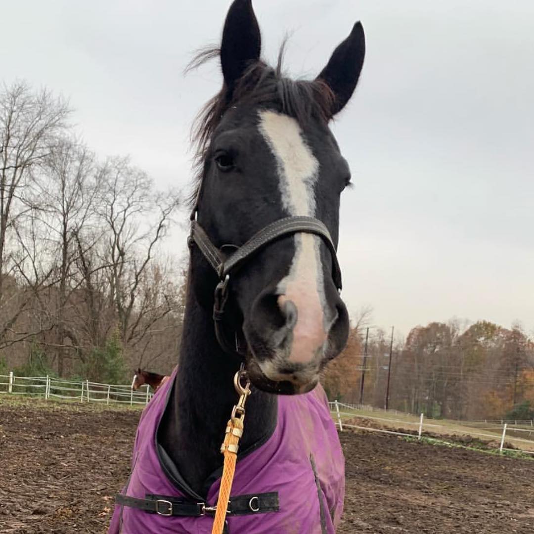 A black horse with a wide blaze and pink snip in a purple blanket, head up in the muddy paddock.