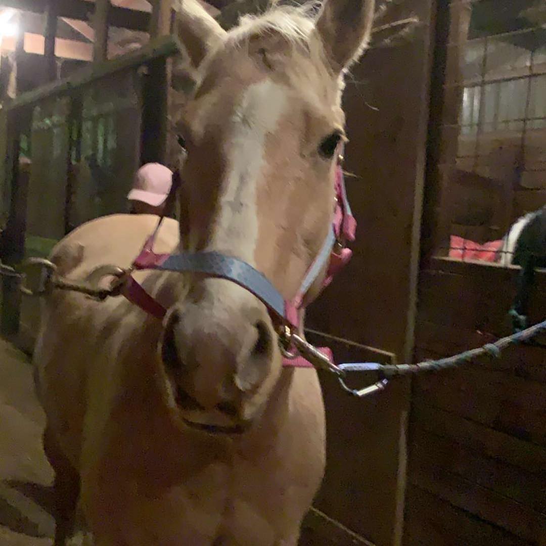 A blazed palomino peers from its stall in a nighttime flash snapshot.