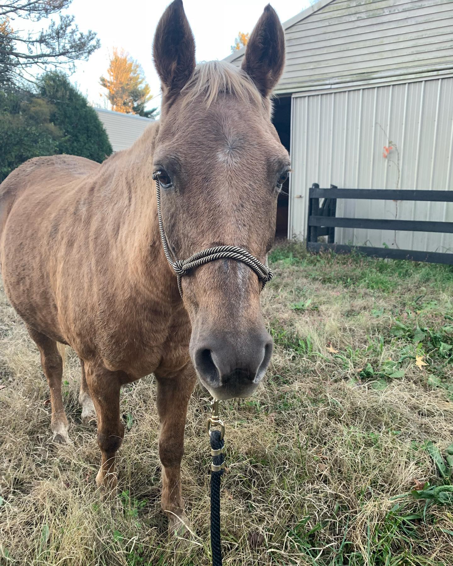 A sweet senior dun pony in a rope halter outside the barn.
