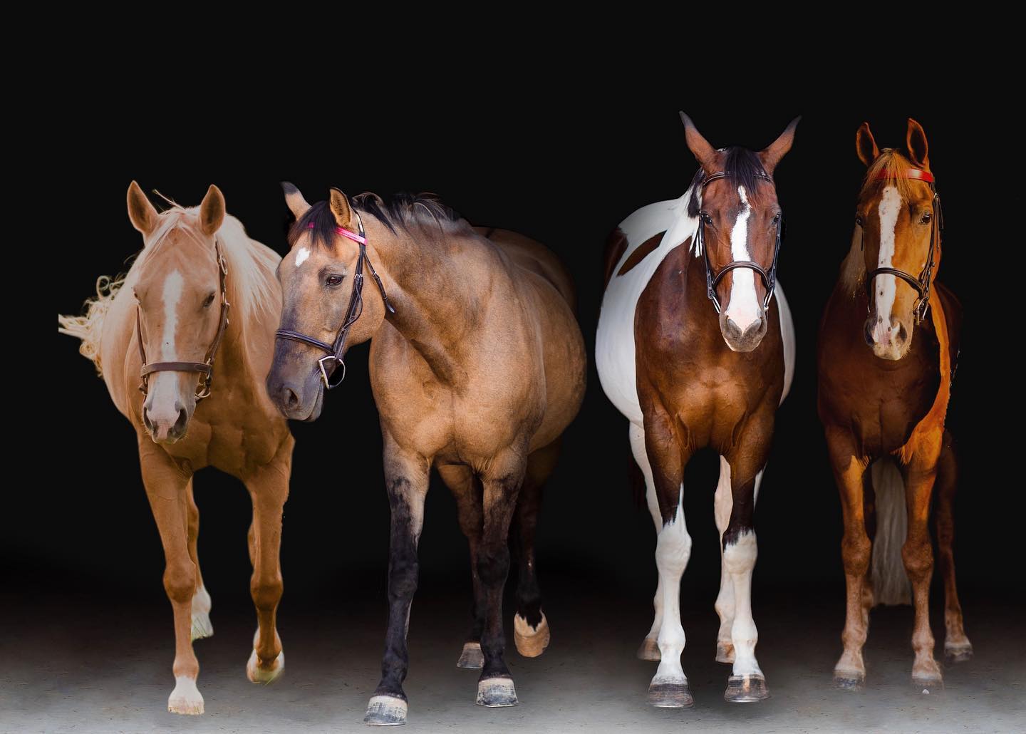 A black-background studio composite of four barn horses: a palomino, a buckskin, a bay-and-white pinto, and a chestnut.