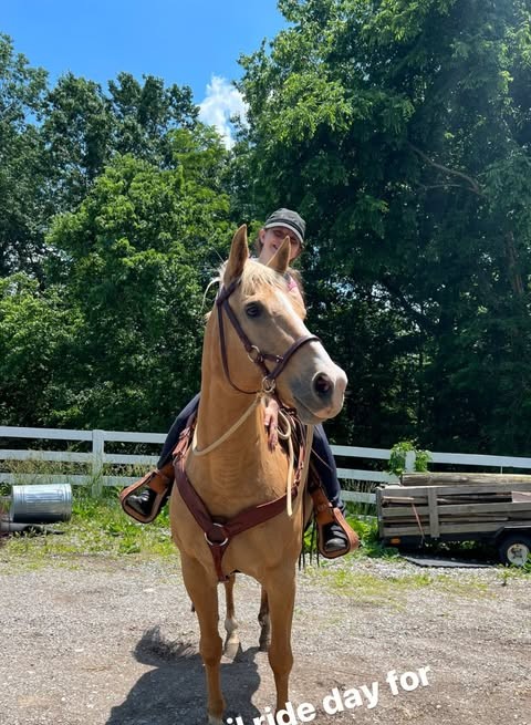 Carrie Virginia, a palomino mare in western tack, standing on a sunny farm lane ready for a trail ride.