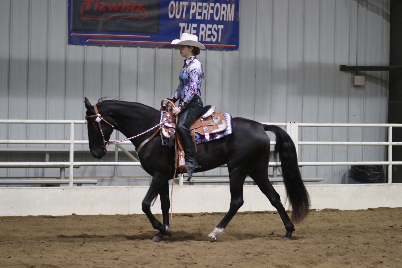 Princess Poppy, a black Tennessee Walking Horse mare, shown western pleasure by Rylee Eilerman.