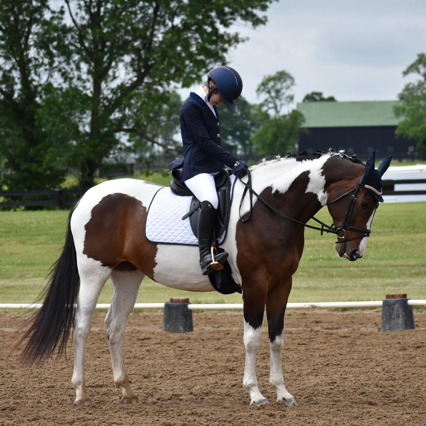 Rylee mounted on SiSi, braided with an ear bonnet, head bowed at the dressage warmup.