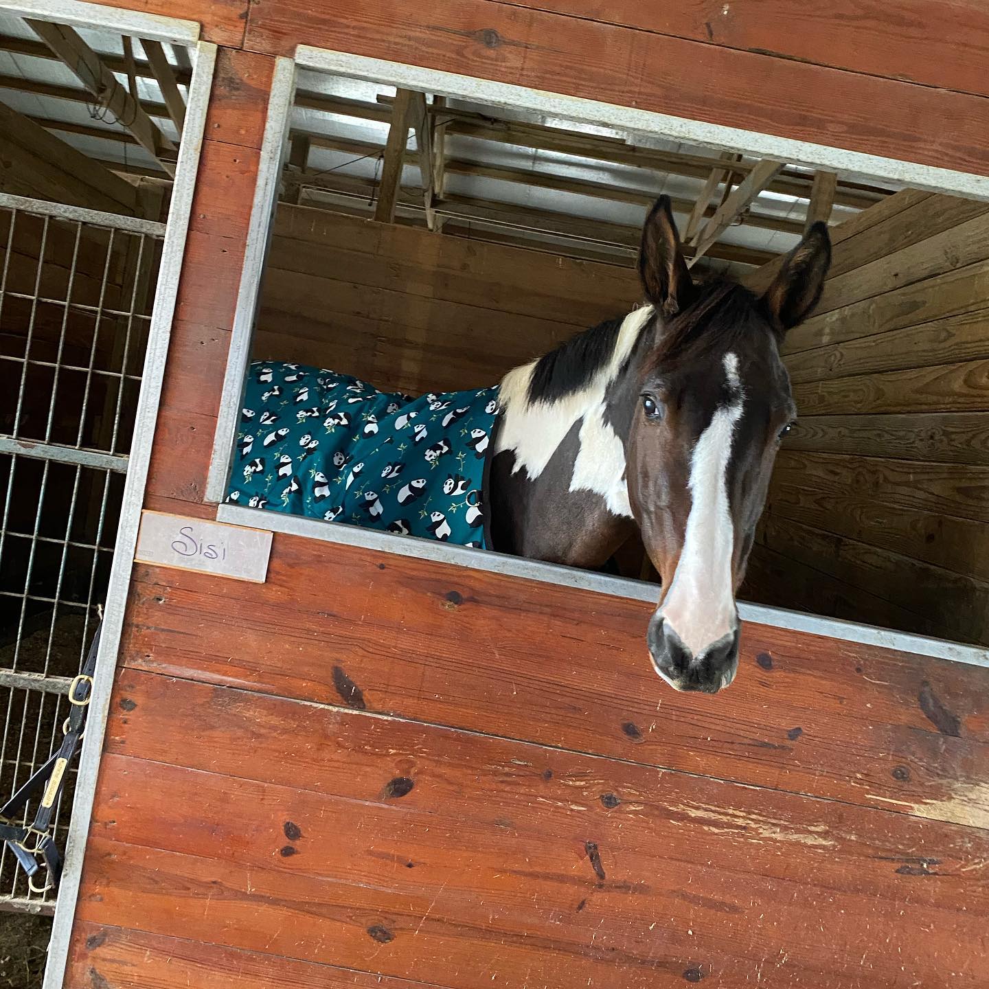 SiSi in a panda-print blanket looking out from her stall, nameplate visible.