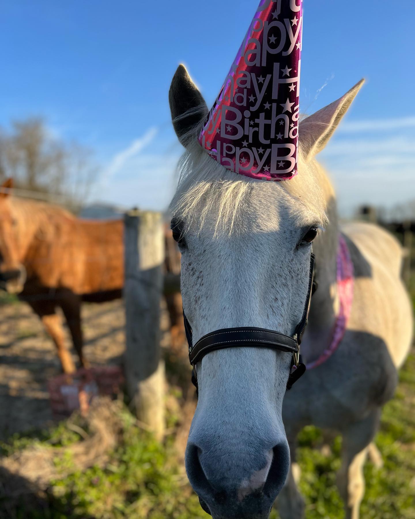 Snowflake wearing a pink Happy Birthday party hat, a chestnut looking on behind.