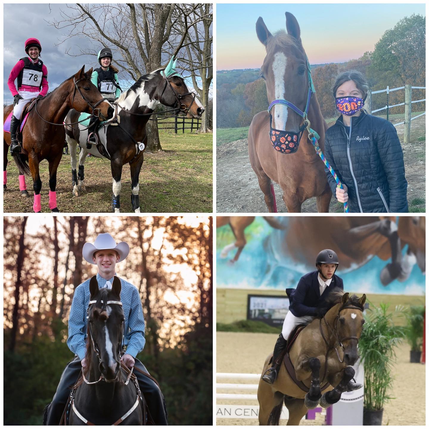 A four-photo collage with Sonny in his nameplate halter, a cross-country pair, a black horse under western tack, and a dun jumper.