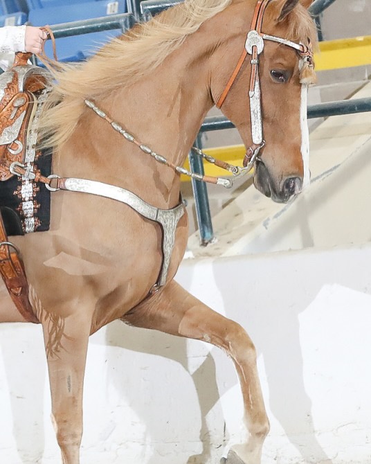 Sonny's flaxen mane and wide blaze over silver show tack in a tight crop.