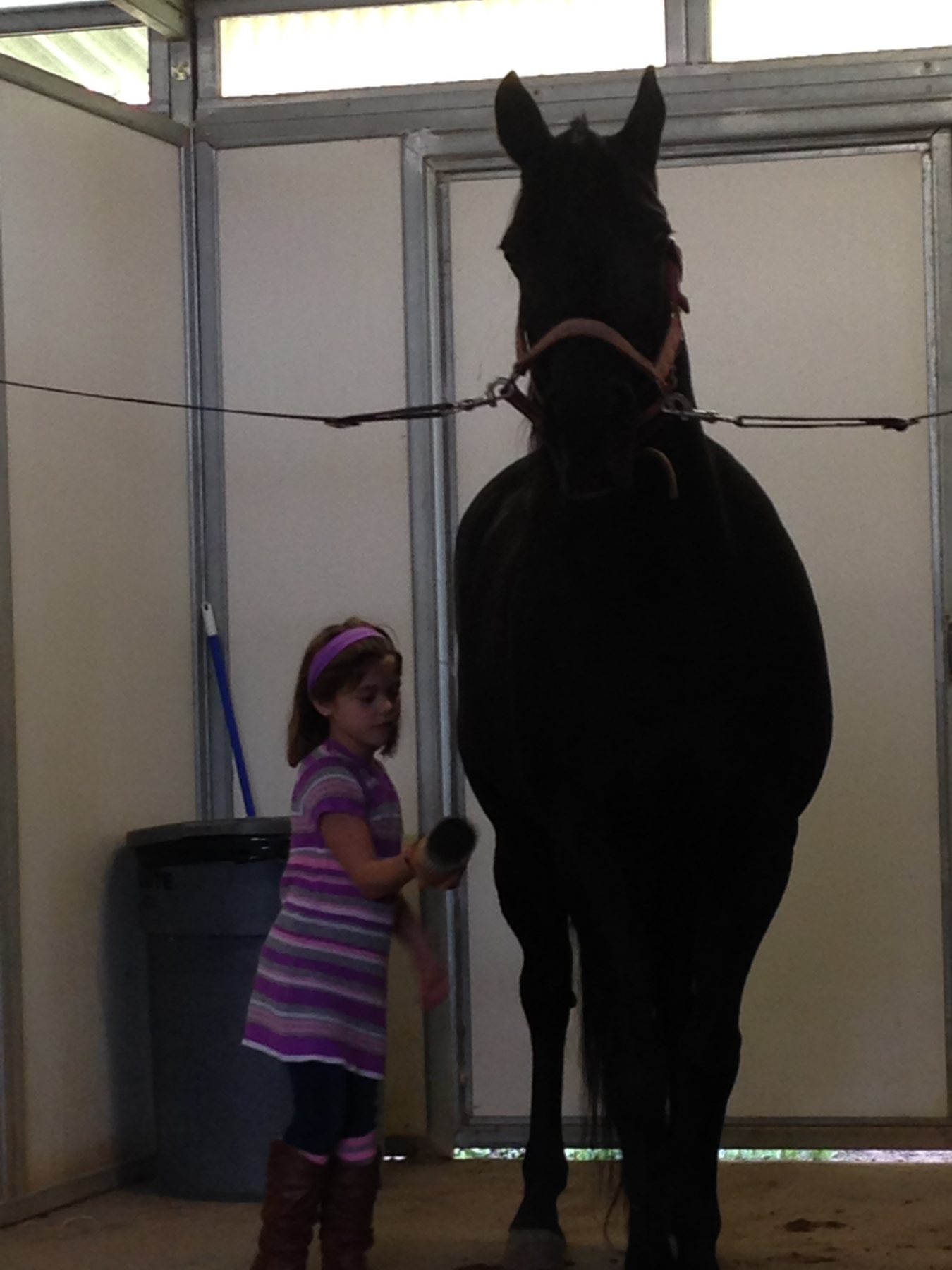 Young Rylee brushing the cross-tied black horse in the barn aisle.