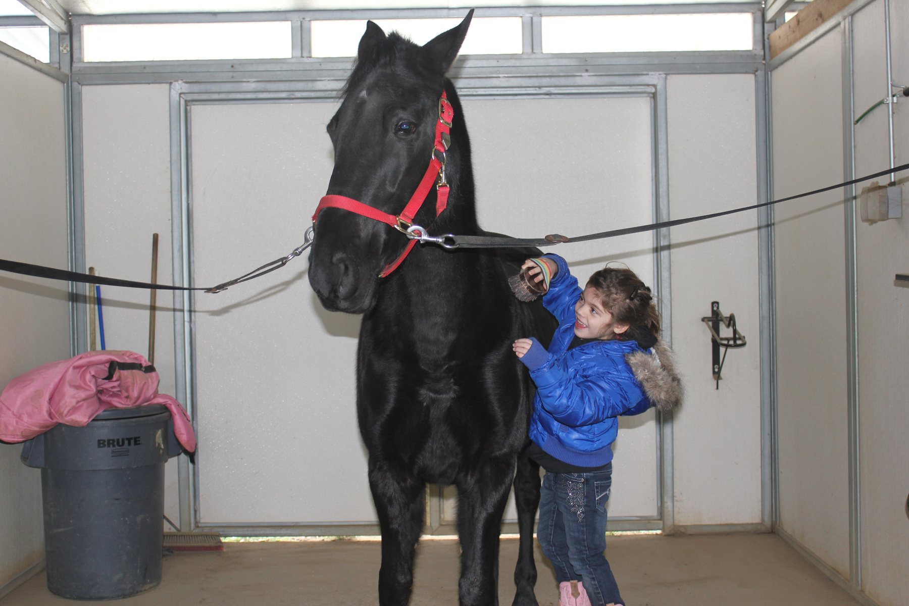 Rylee in a blue winter coat grooming the black horse in its bright red halter.