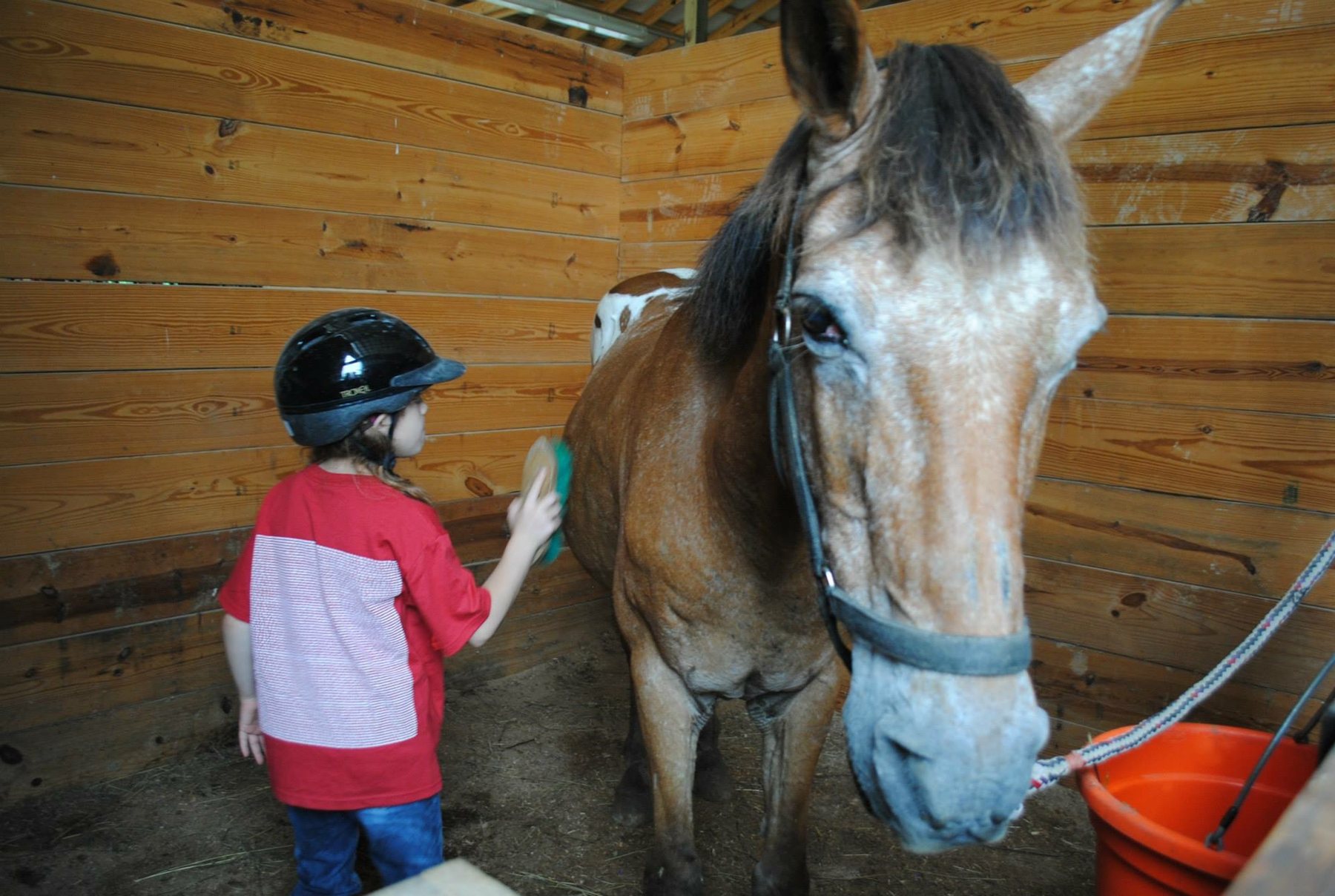 Rylee brushing a roan horse in the warm wood-paneled stall.
