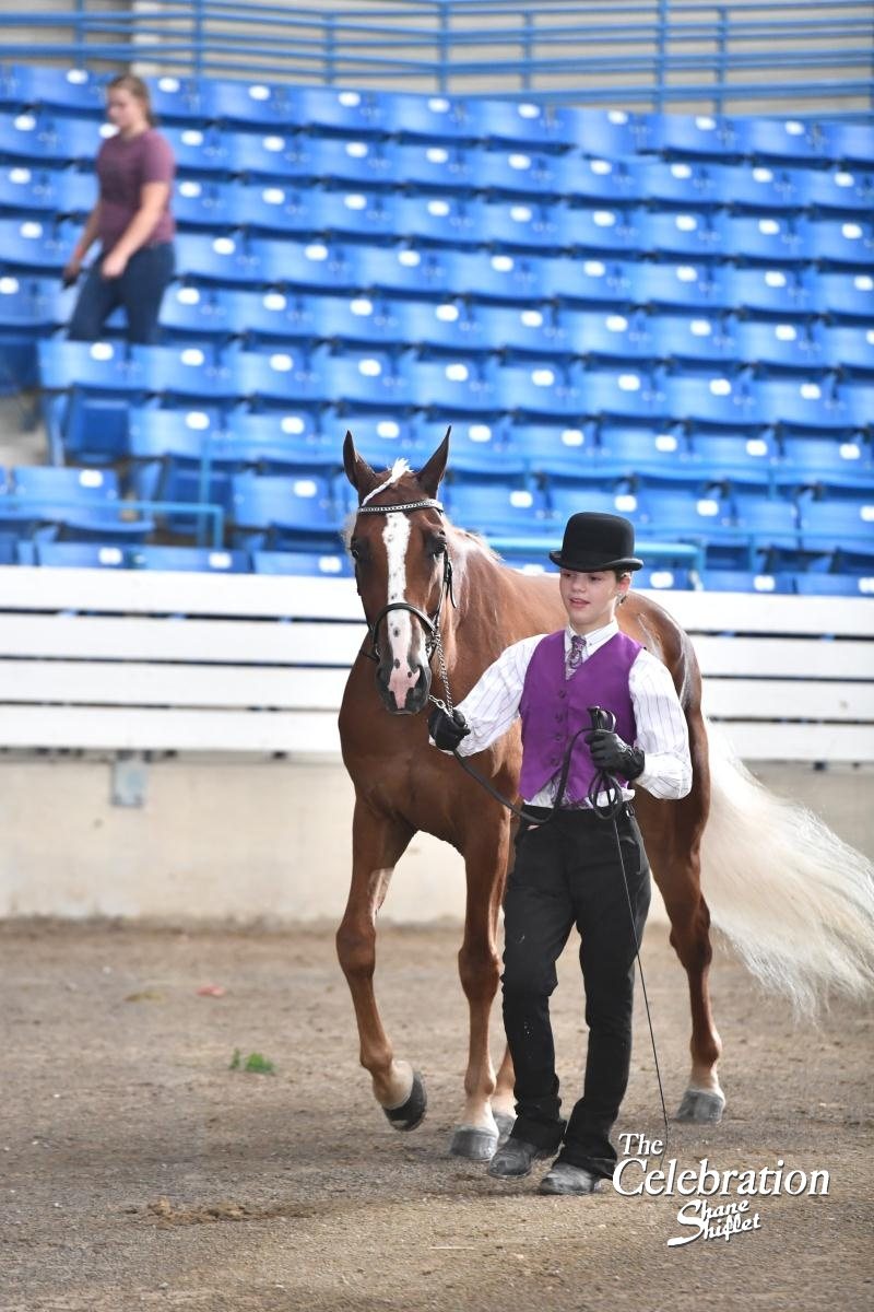 Rylee presenting her chestnut in the 2019 Celebration ring. Photo: Shane Shiflet Photography.