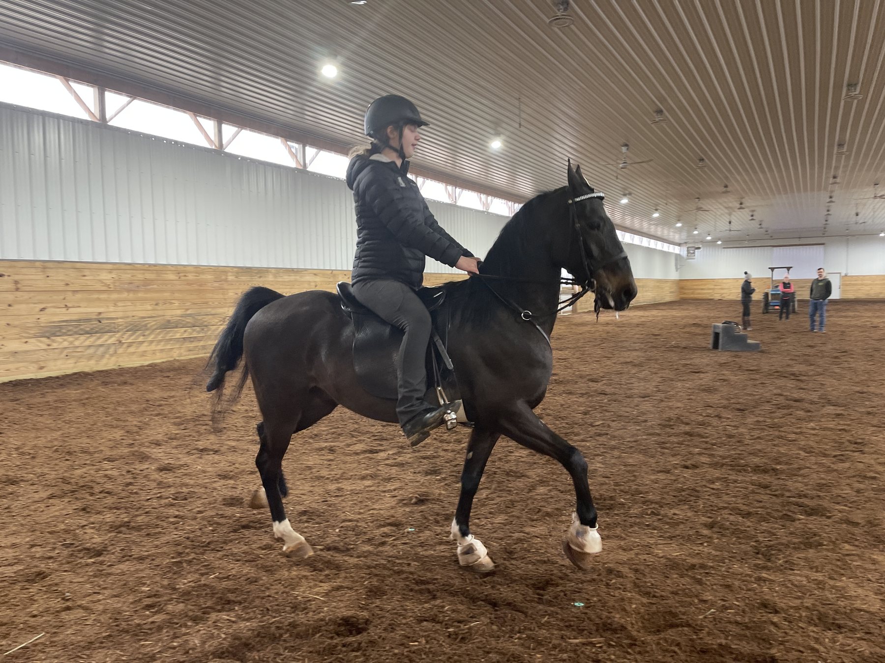 A sharp profile of Rylee's black lesson horse high-stepping across the indoor arena.