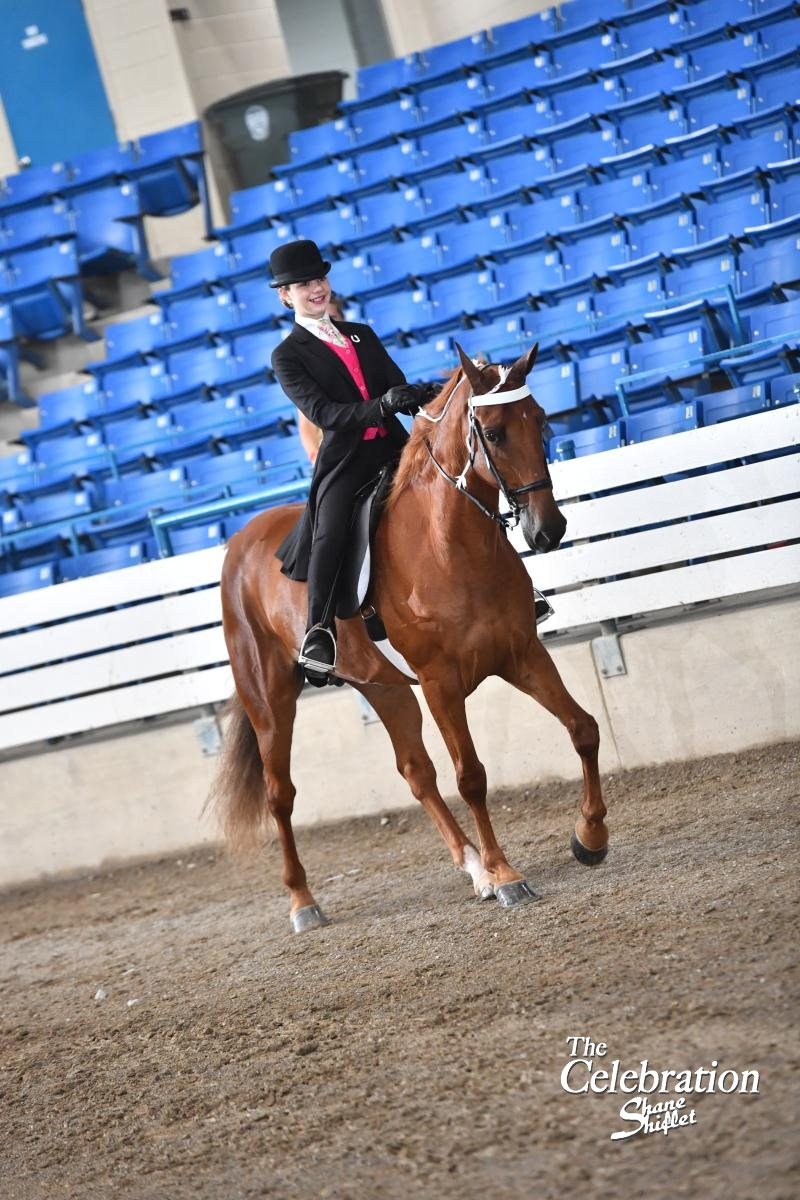 Rylee in a bowler and day coat riding a chestnut in the 2019 Celebration ring. Photo: Shane Shiflet Photography.