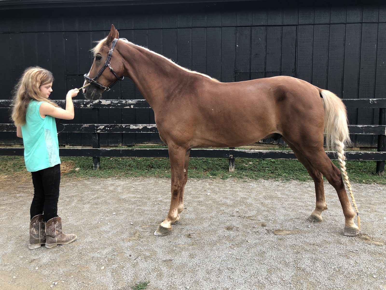 A young Rylee holding a braided-tailed chestnut by the lead in front of a black barn.
