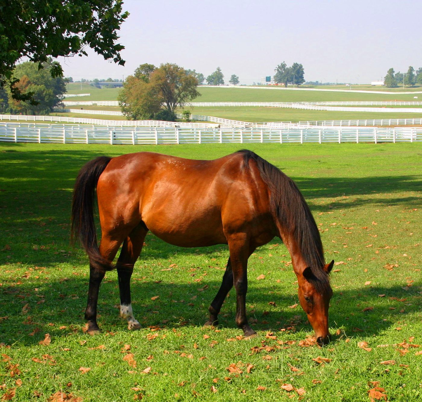 Kentucky Horse Park in Lexington, KY